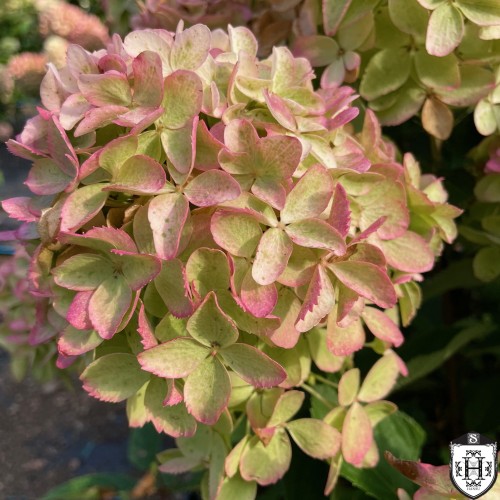 Hydrangea paniculata 'Whitelight' - Aedhortensia 'Whitelight' C2/2L